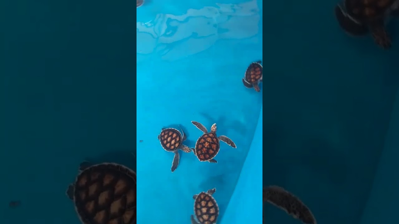 A facility in Bali, Indonesia, is protecting newborn sea turtles.　2024