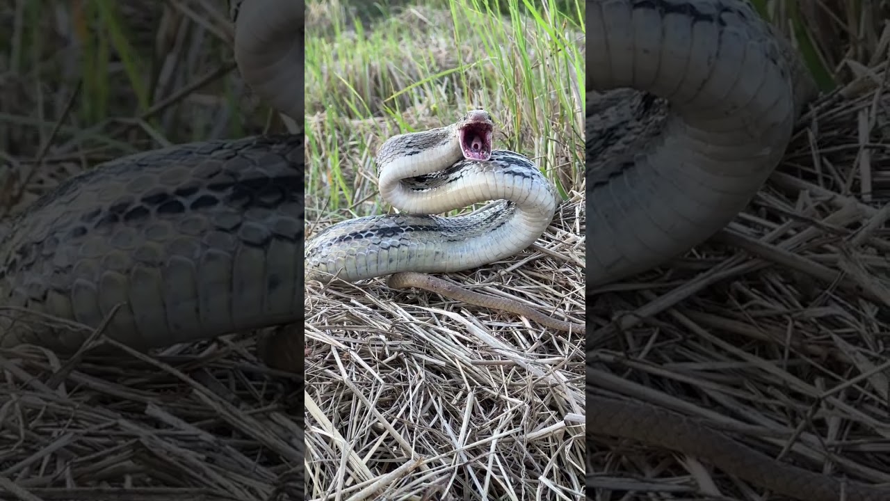 Snake TV #snaketv #vlog #snake snakevlog #sankeshort ep2