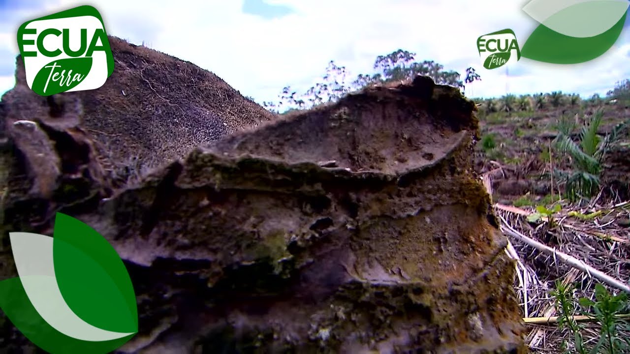 Amazon&iacute;a ecuatoriana: El pulm&oacute;n del planeta | Ecuaterra | Ecuavisa
