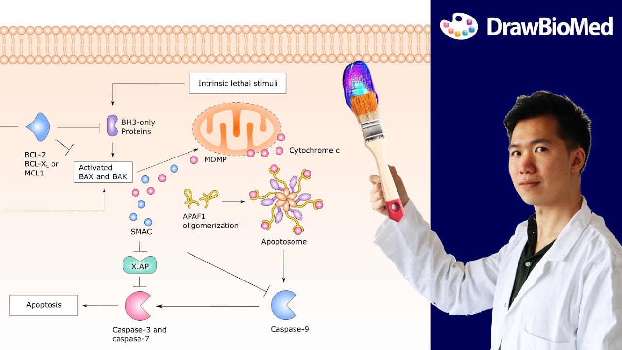 How to Draw Intrinsic Apoptosis Pathway in Inkscape