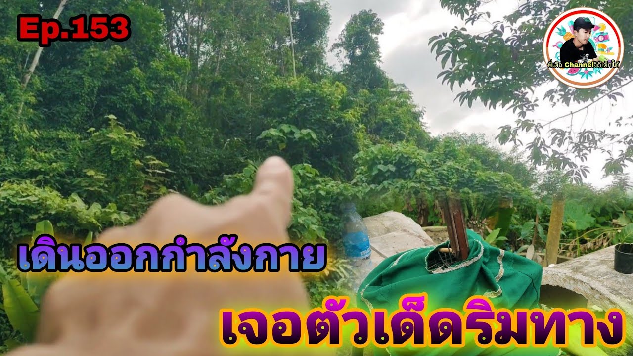 เสียงนกดอกแตงEp.153 เดินออกกำลังกายช่วงเย็น แต่พานกมาเที่ยวด้วยจะเป็นไง(Stripe-throated Bulbul)