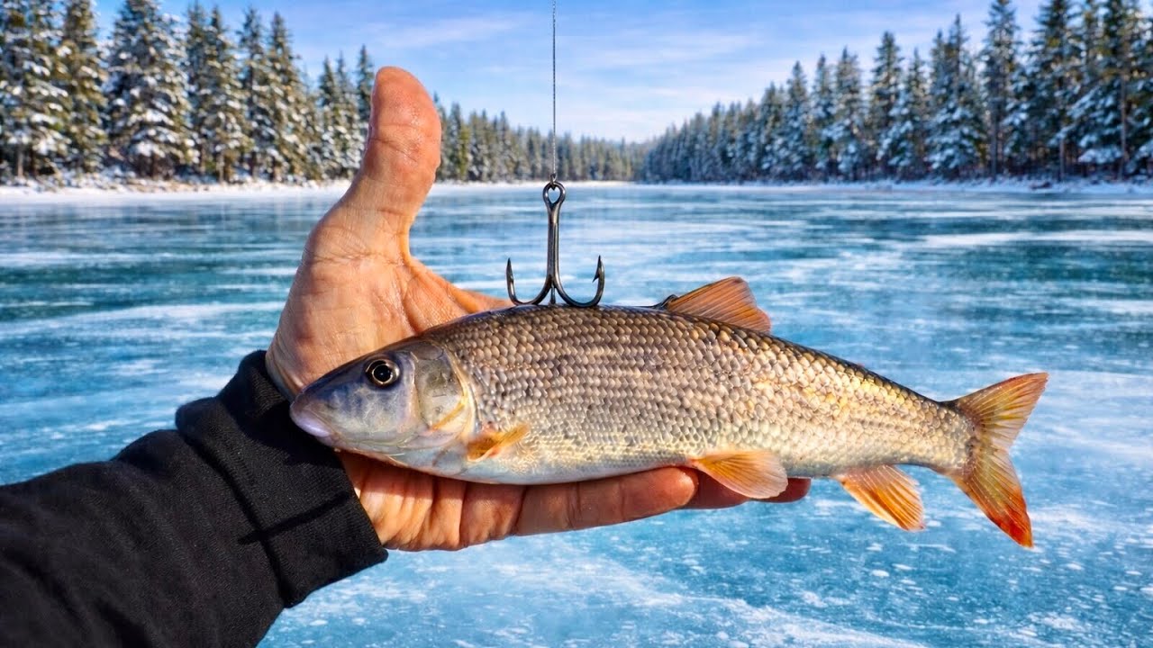 Ice Fishing Live Suckers For BIG Fish! (Non-Stop Action)