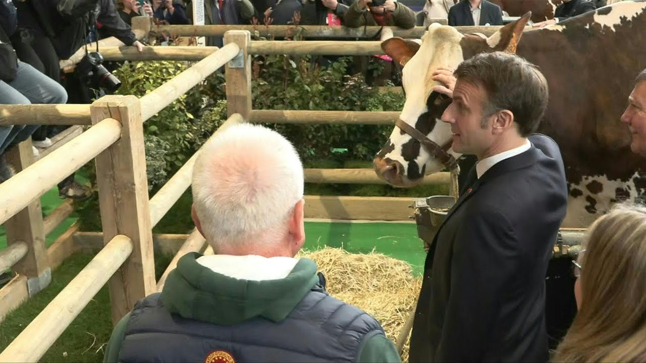 At the Paris agriculture Show, Macron visits the Oreillette cow | AFP