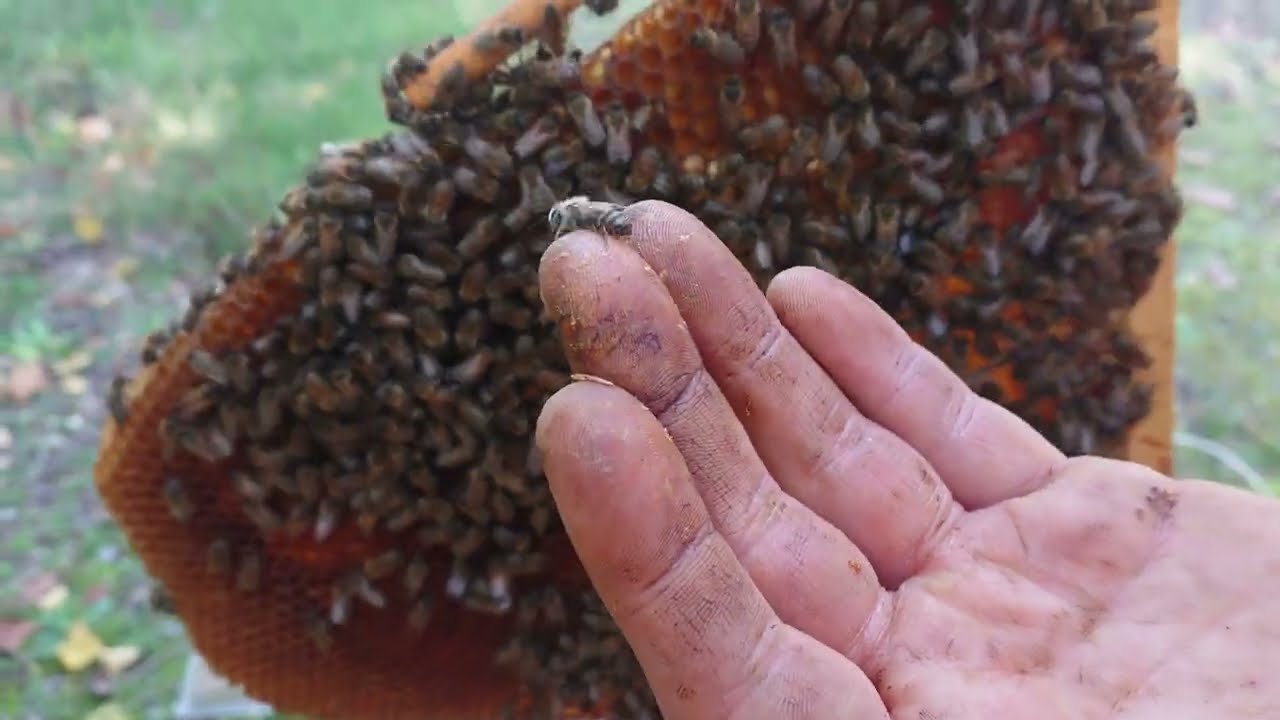 Das Aflexio Bienenvolk in Miete