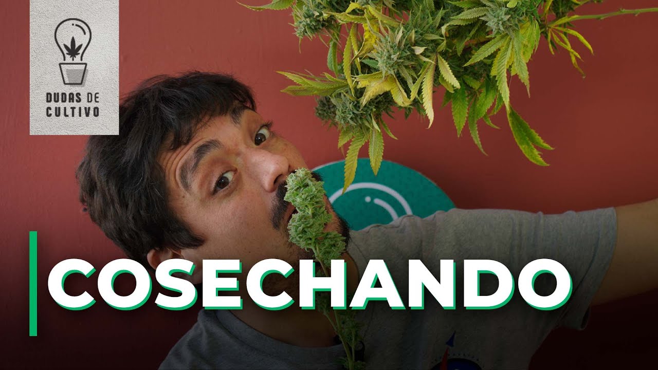 COSECHANDO CANNABIS: PREGUNTAS Y RESPUESTAS