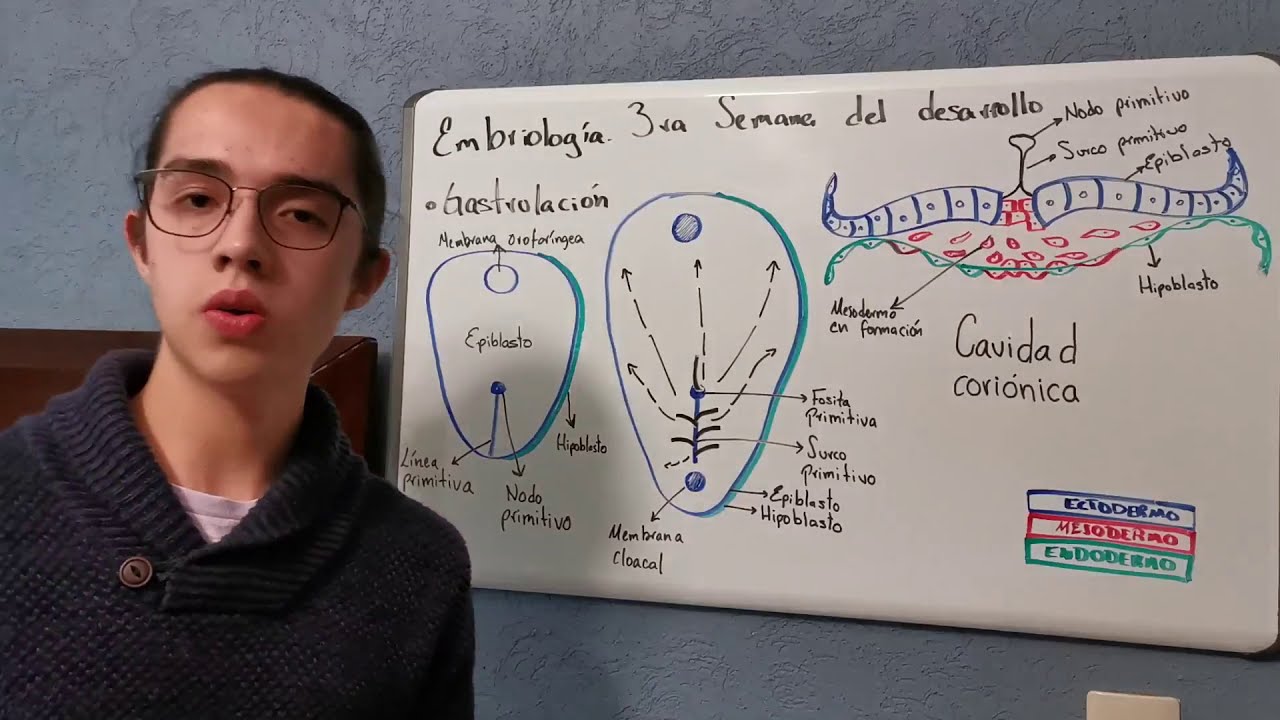 Tercera semana del desarrollo