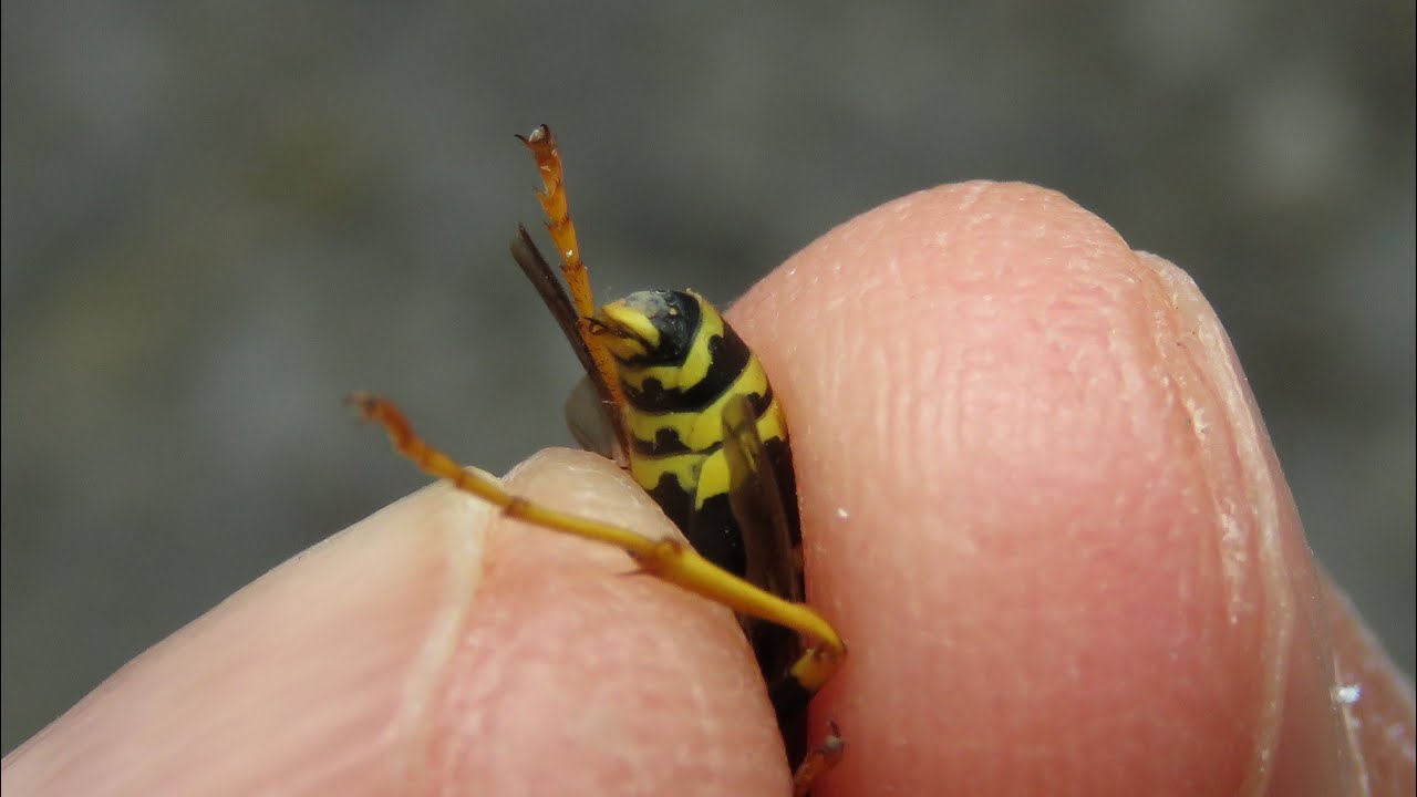 &Eacute;lőhalott dar&aacute;zs sz&uacute;r&aacute;si reflexe - Dead wasps can sting you too