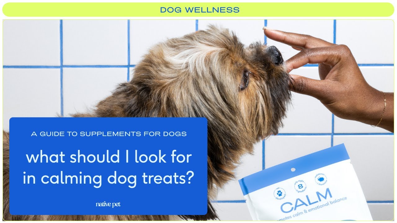 What to Look for in Calming Dog Treats