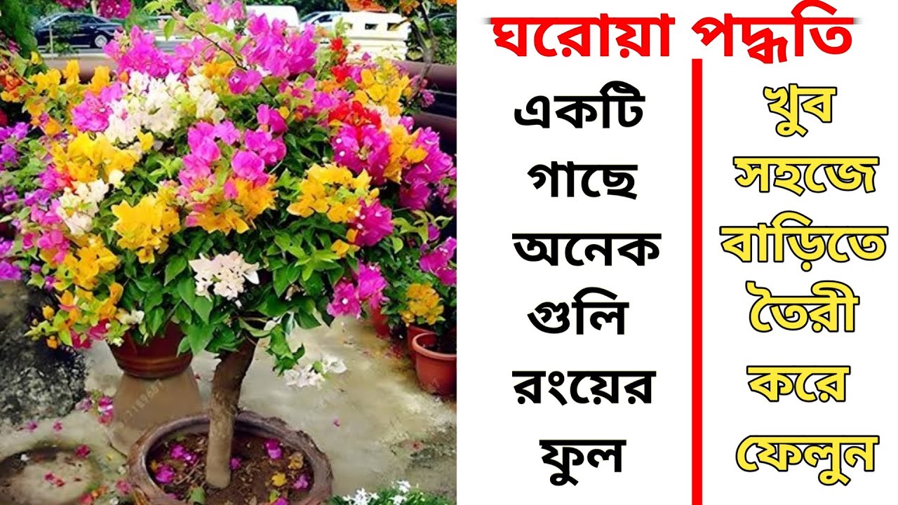 Home Made Multigrafting Process For Bougainvillea Plant || Multigrafting Plant Care || Multigrafting