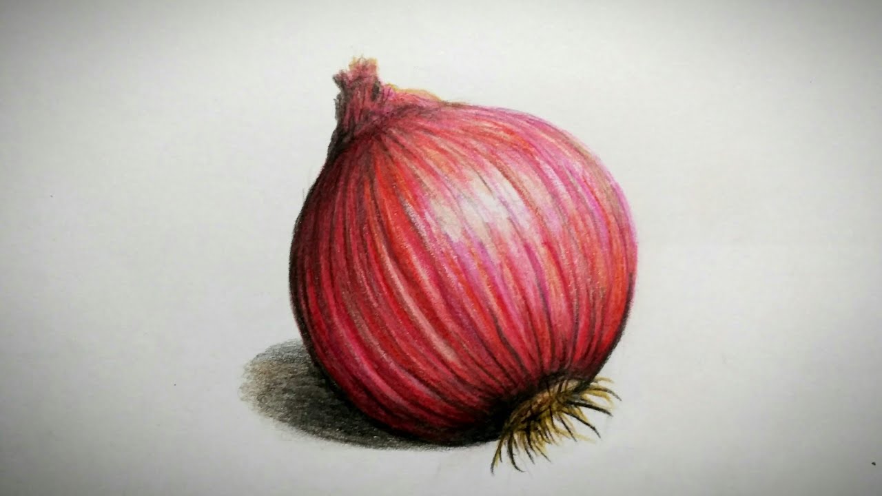 How to draw an Onion | pencil coloring | Step by step easy drawing