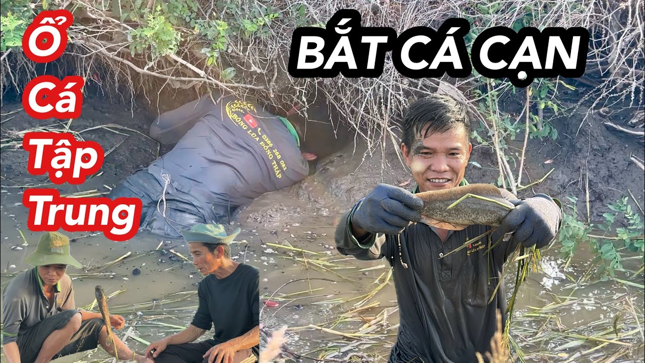 Bắt Cá Cạn Mùa Khô TRÚNG Ổ CÁ Nướng Ăn Giữa Đồng | Bông Lúa Đồng Tháp