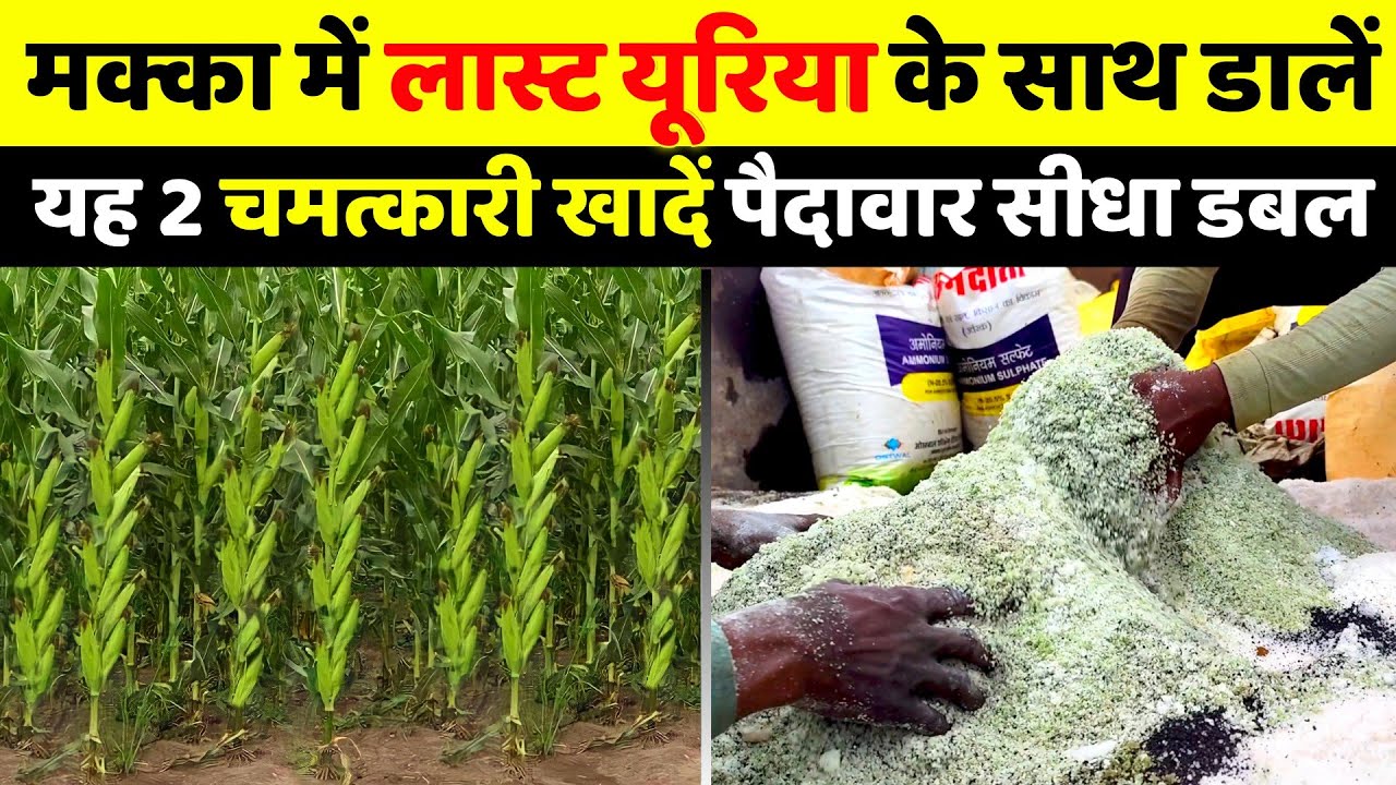Makka me last khad kab aur konsi dale | मक्का में लास्ट खाद कब डालें | Makka mein best fertilizers