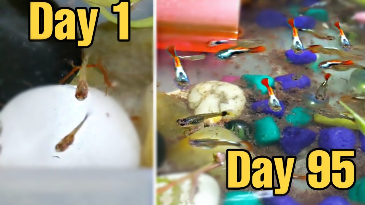 Guppy Fish Fry Growth Day 1 to Day 90