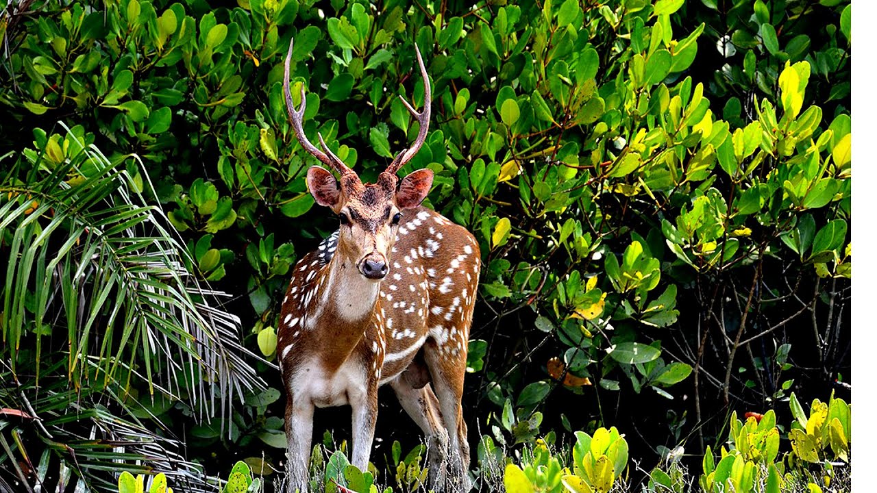 সুন্দরবনের গভীরে যা দেখা যায় না!  Secret of Sundarbans