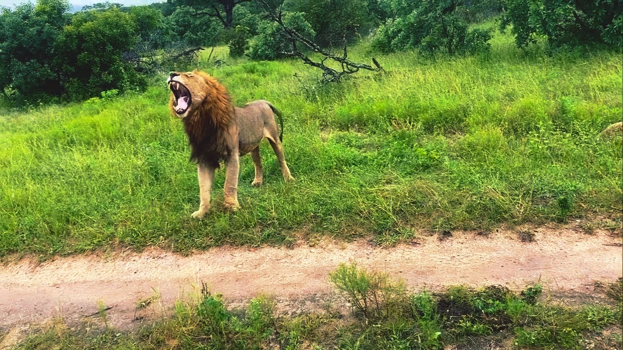 Nkuhuma Birmingham Male Lion calling Khanya Talamati | The Nkhumati Males | 22 January 2026