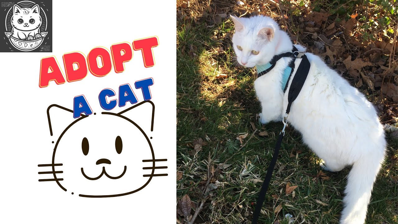 Adopt, Don't Shop: A Cat's Adoption Story Worth Sharing - by Meow Cat