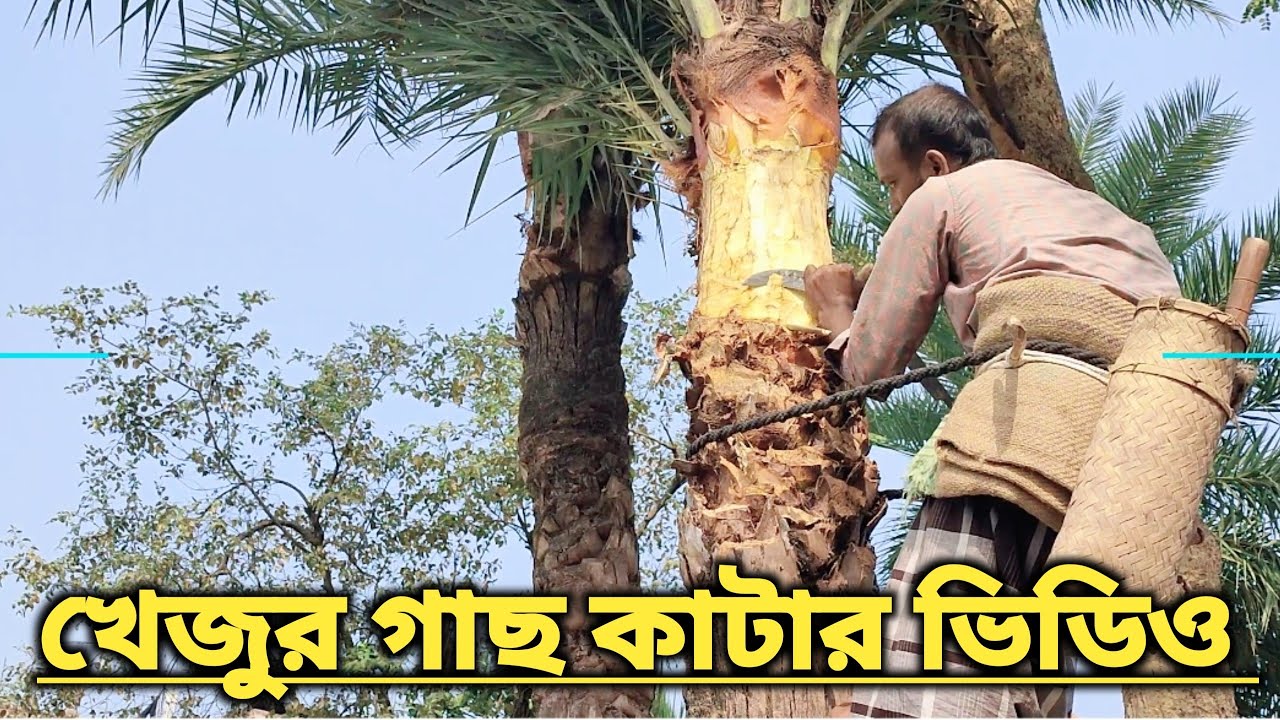 খেজুর গাছ কেটে কাঠি লাগাচ্ছে গাছি | Date Juice | রস বাগিচা | Rosh Bagicha | Rafsan Abir