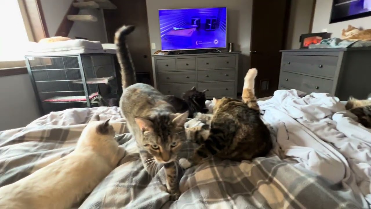 Napping and grooming kinda day 