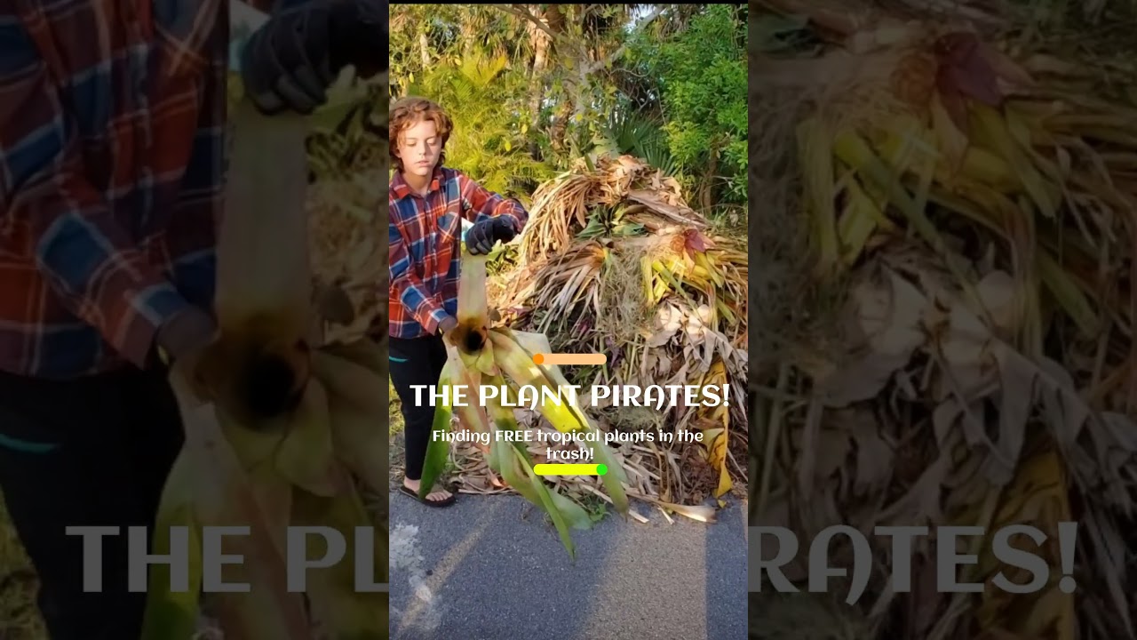 We found a FREE discarded tropical giant Bromeliad plant in the trash!
