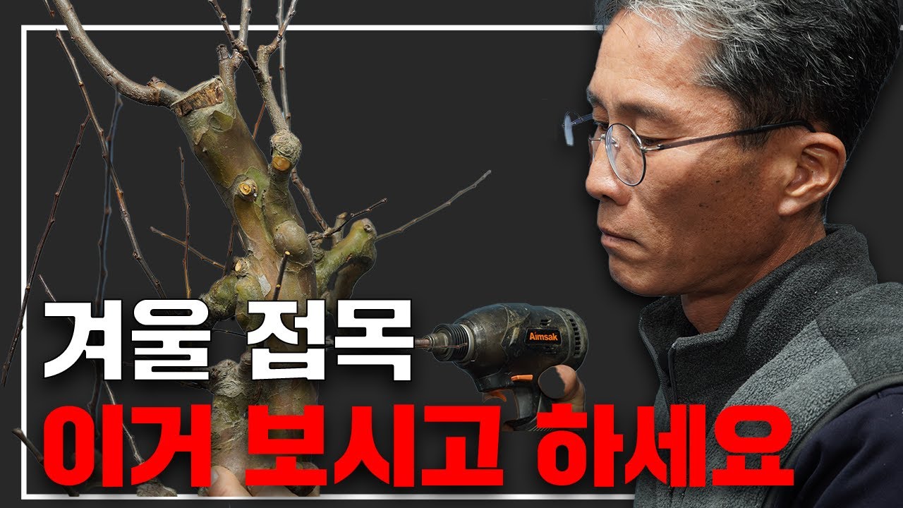 [송설분재]겨울에 해야하는 당모과나무 드릴접목
