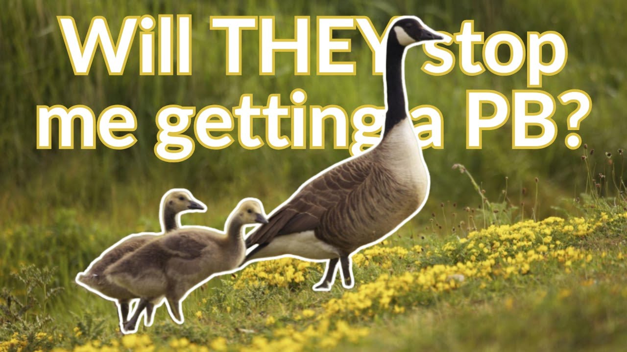 Will an invasion of geese prevent a Parkrun PB?