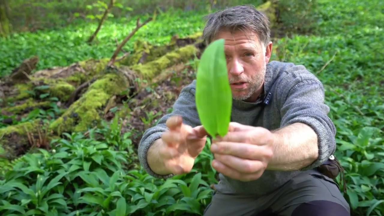 Wild Garlic and Stinging Nettle Soup cooked over a campfire in the woods.