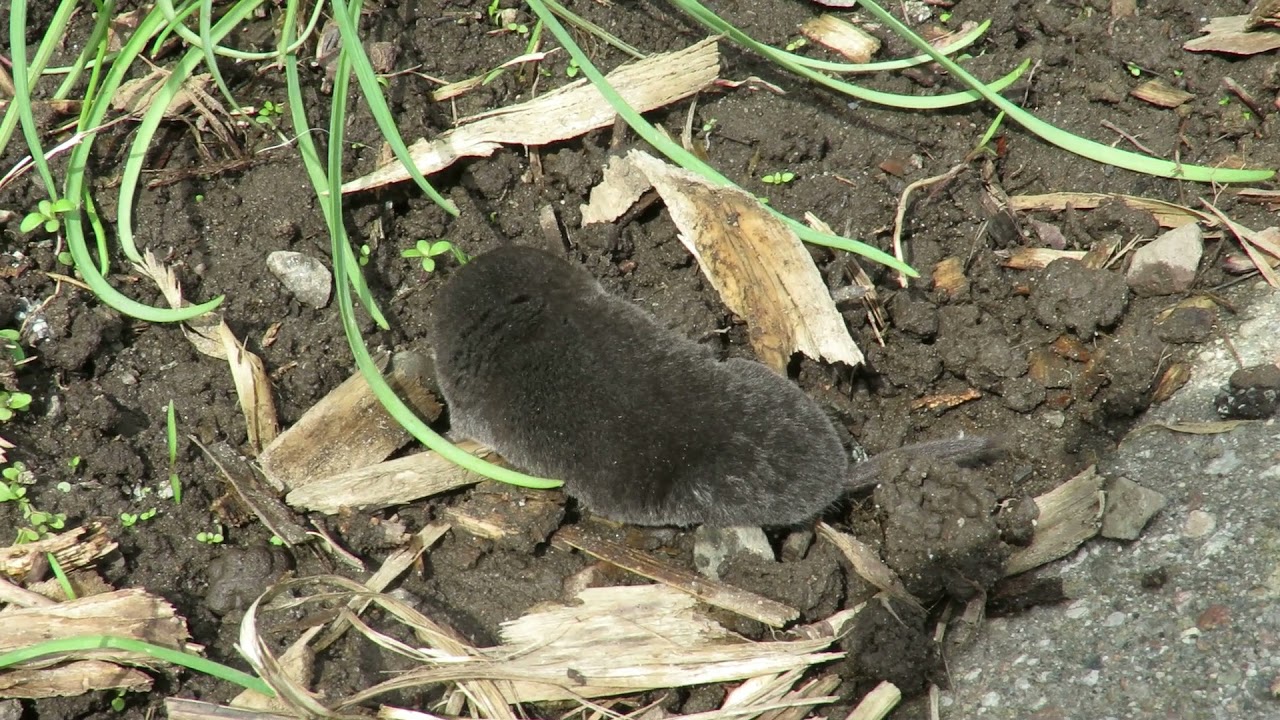 The Short tailed Shrew