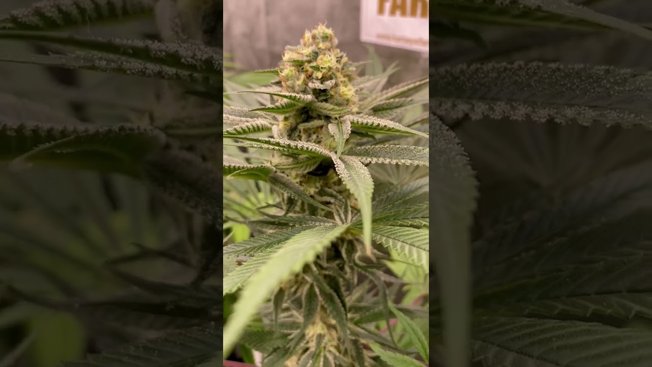 Growdiary: Barneys Farm y Toni13: Una leyenda, el presente y el futuro