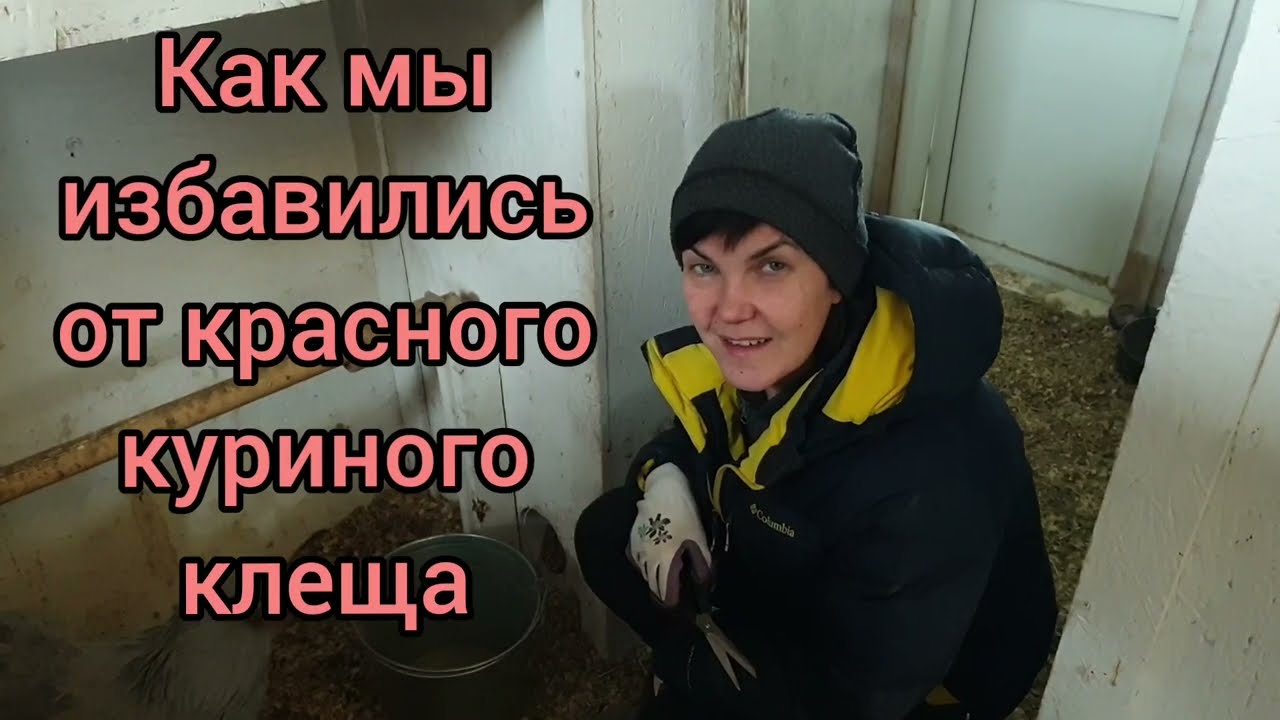 Мы победили красного куриного клеща! Эти три средства избавят вас от паразитов в курятнике.