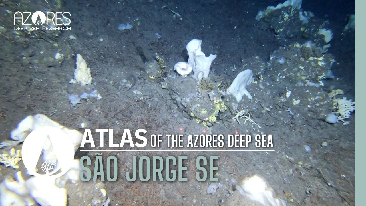 São Jorge SE island slope | ATLAS of the deep sea