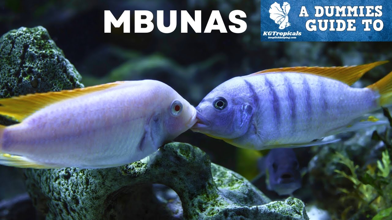 Don't Buy MBUNA CICHLIDS Without Watching This First!