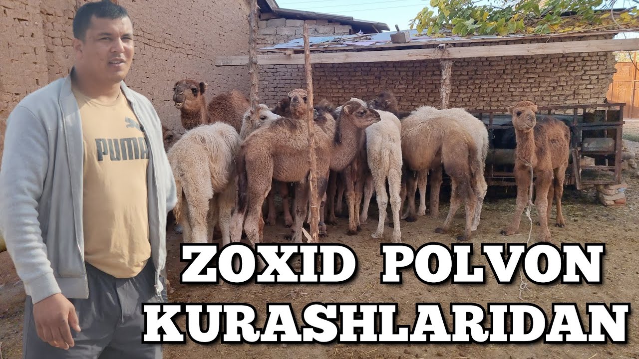 Zoxid polvonning barcha kurashlari brosoklari