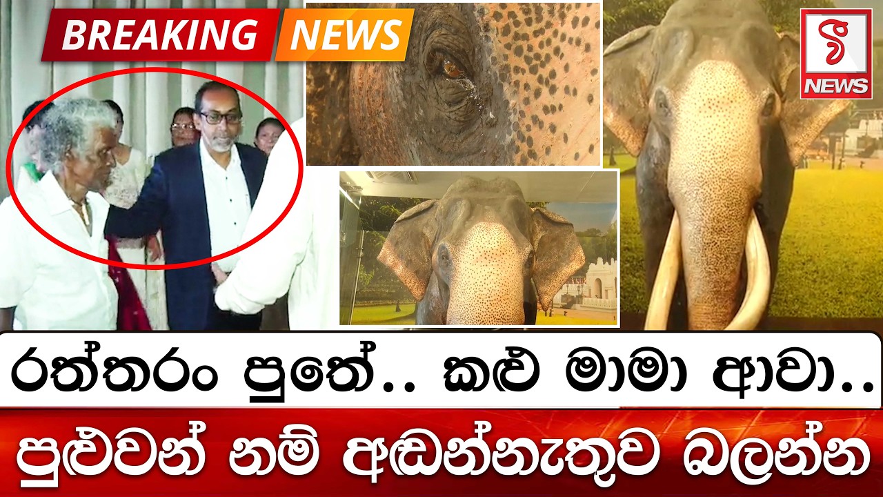 රත්තරං පුතේ.. කළු මාමා ආවා..