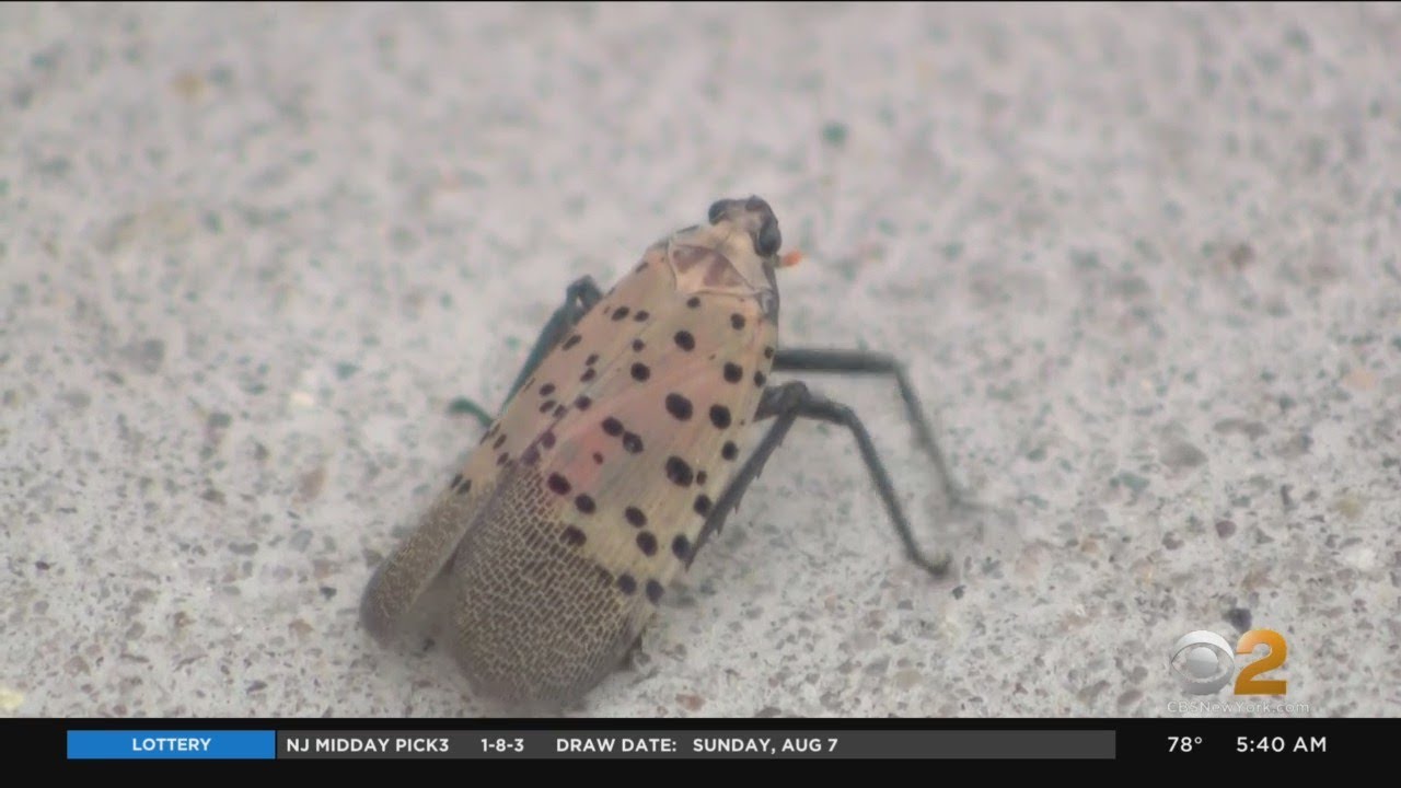 Agriculture officials addressing spotted lanternfly concerns