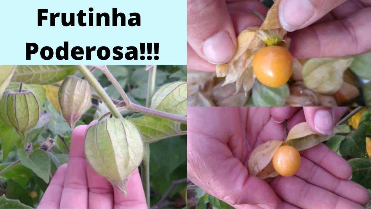 O MILAGROSO fisalis CANAPÚ ,incríveis BENEFÍCIOS