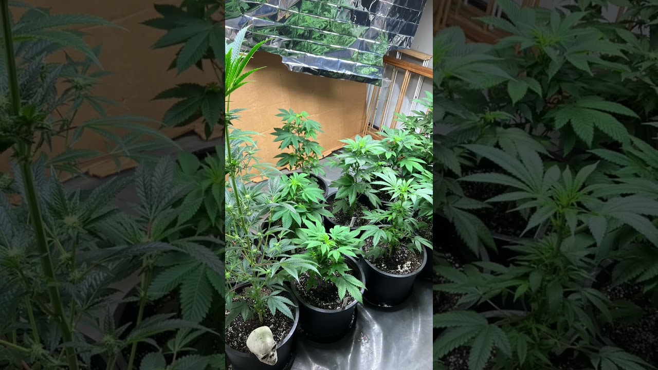 5 More Beautiful Bomb Seed Strains   Jan 30, 2024