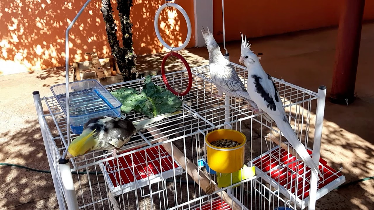 Calopsita filhotes tomando banho de sol