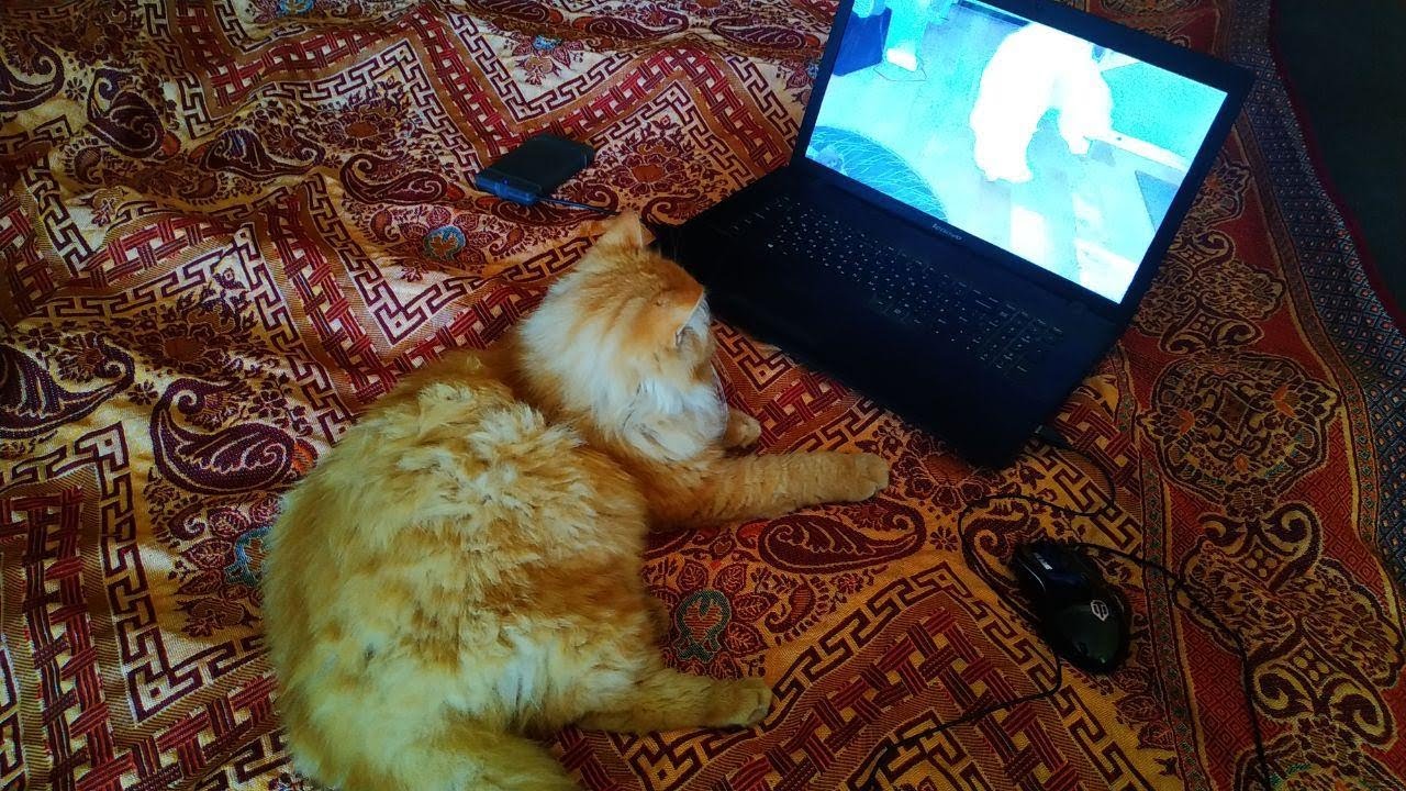 The cat is watching a video. Jokes about cats.