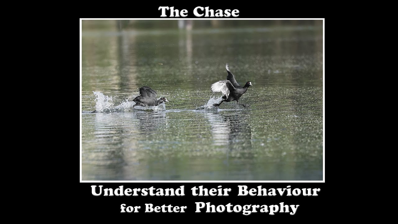 The Chase . Bird Photography , pro tips