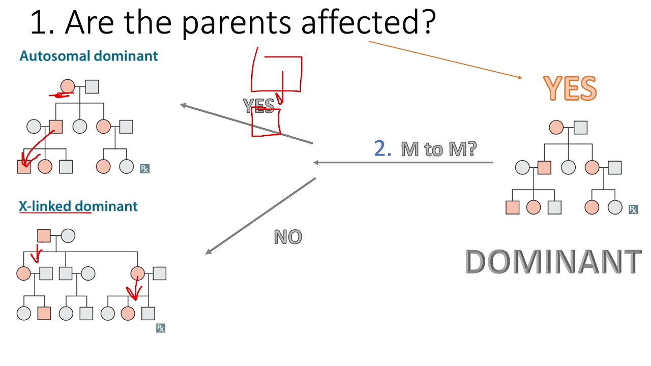 Как решить любую родословную, не читая вопрос (USMLE)