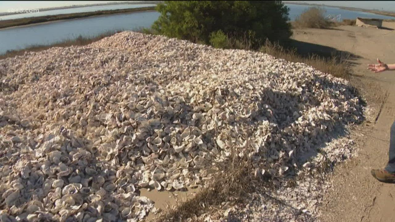 Seashells help preserve San Diego Bay