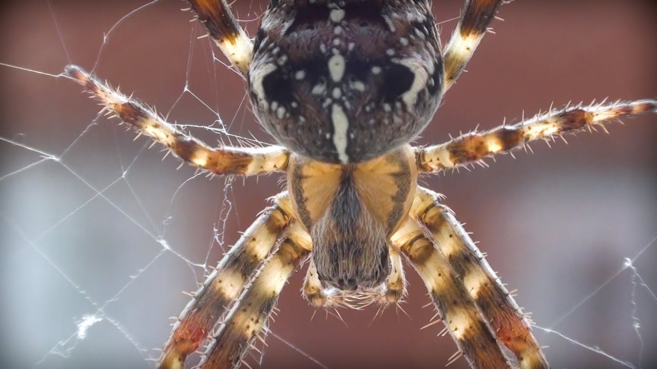 Spider - Orb-weaver - Close up - UK Wildlife - Araneus diadematus - Brentwood Essex