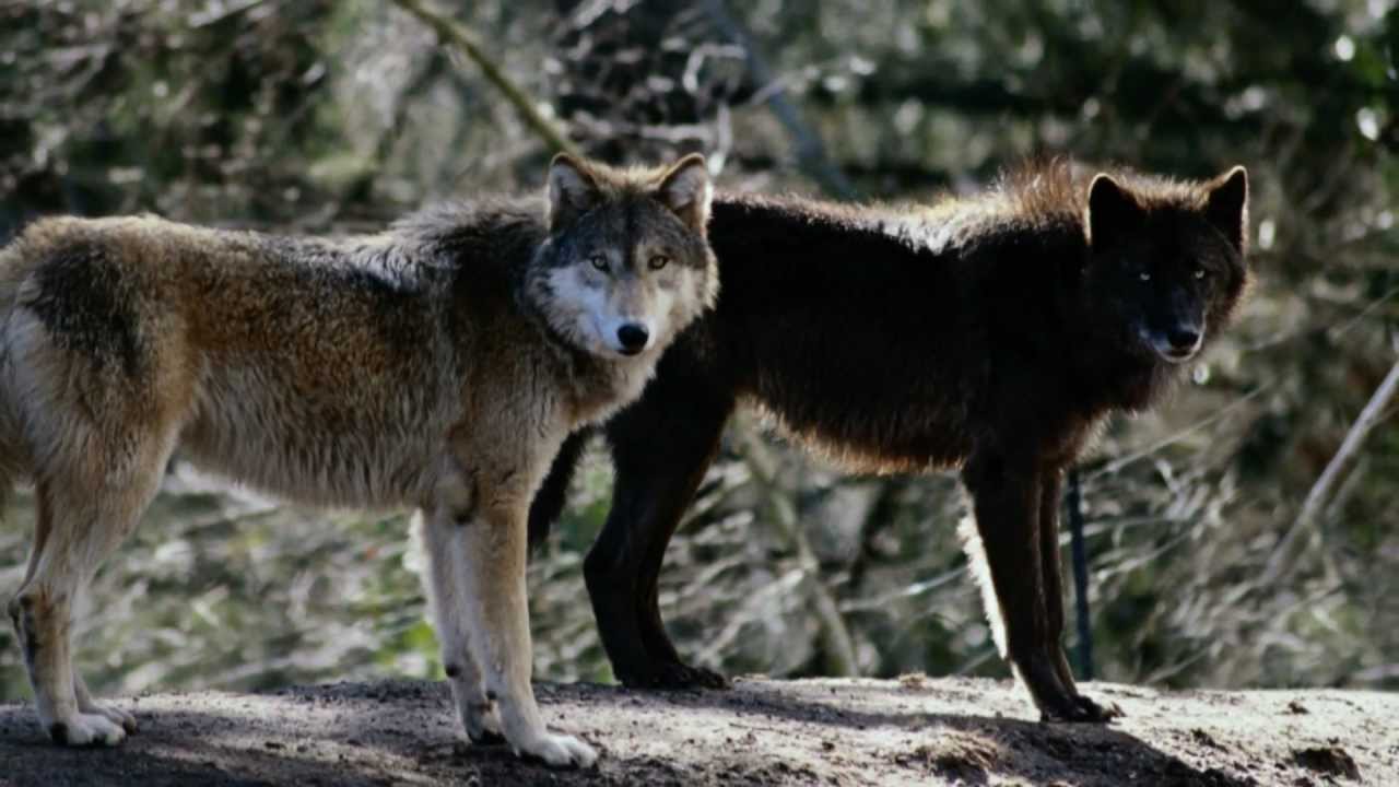 Vangelis - Alpha  WOLF