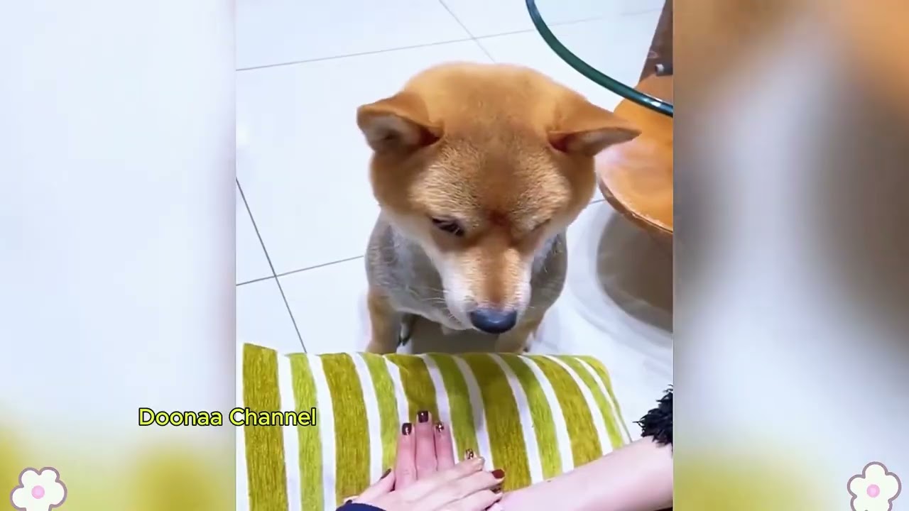 Try Not To Laugh 😅 Best Funny Cats and Dogs Videos 2026 😹🐶 Part 5