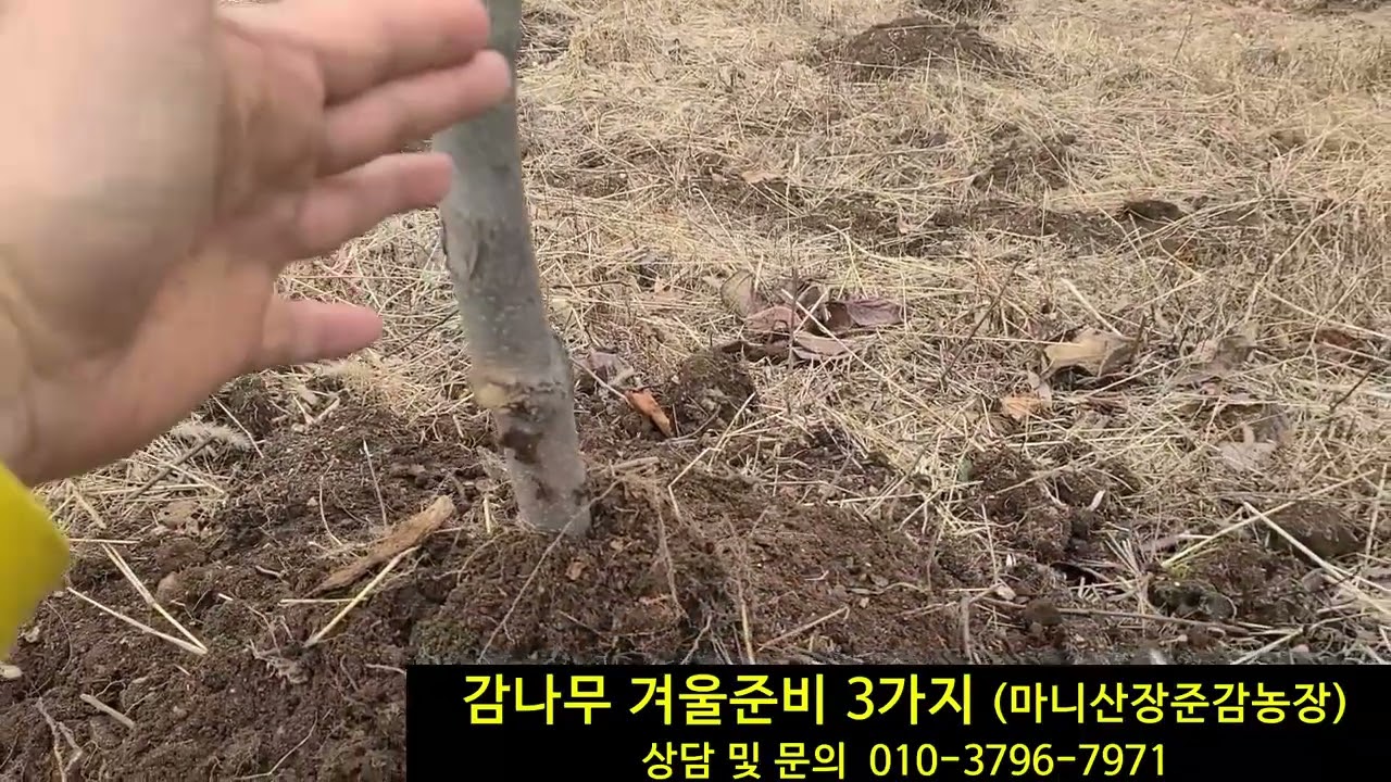 감나무 겨울준비 3가지
