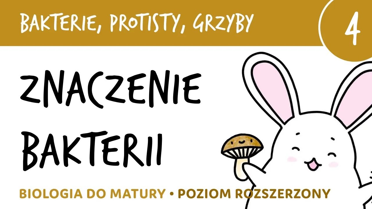 Bakterie, protisty, grzyby 4 🦠 Znaczenie bakterii (spoiler: ogromne!)  - biologia do matury