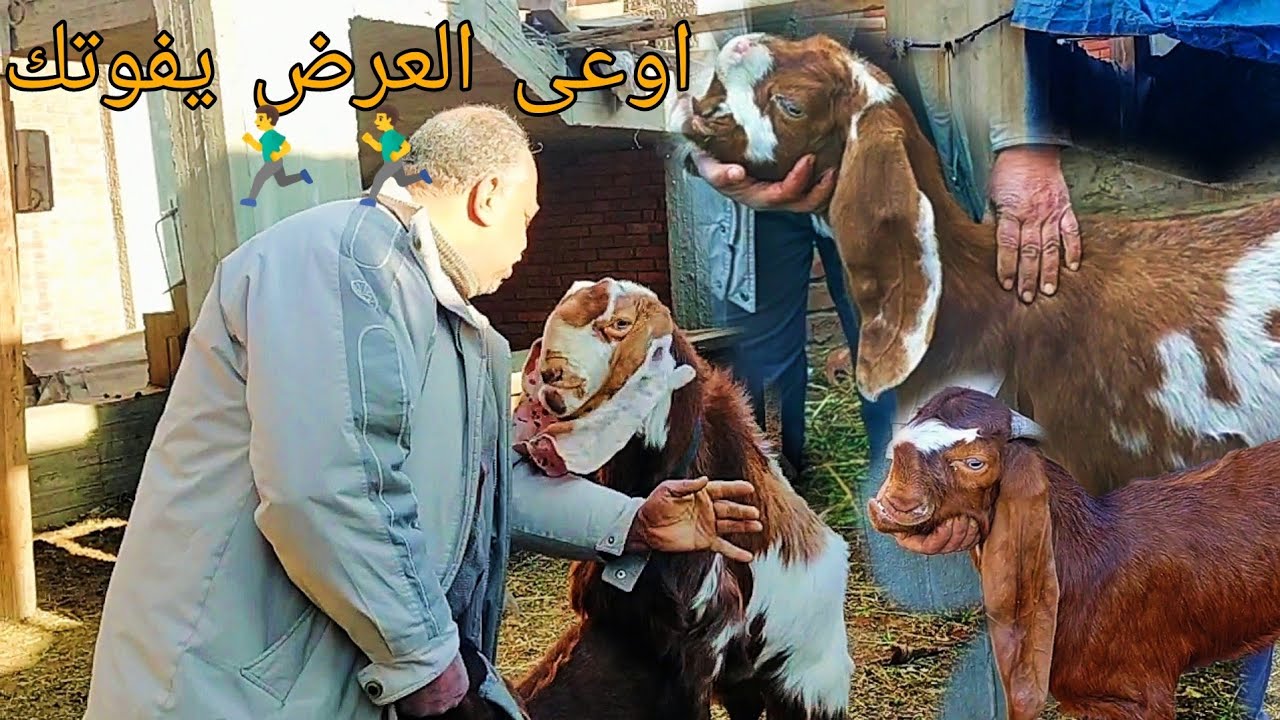 معزتين زرايبي بيور للبيع وجدي من عند المعلم صالح اوعى العرض يفوتك 🏃‍♂️🏃‍♂️🏃‍♂️🏃‍♂️🏃‍♂️🏃‍♂️