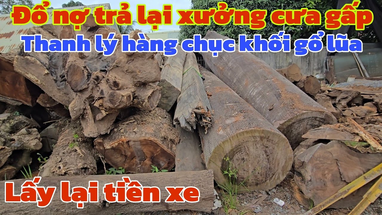 Chủ đổ nợ trả lại xưởng cưa thanh lý hết hàng chục khối gổ lũa giá rẻ lấy lại tiền xe