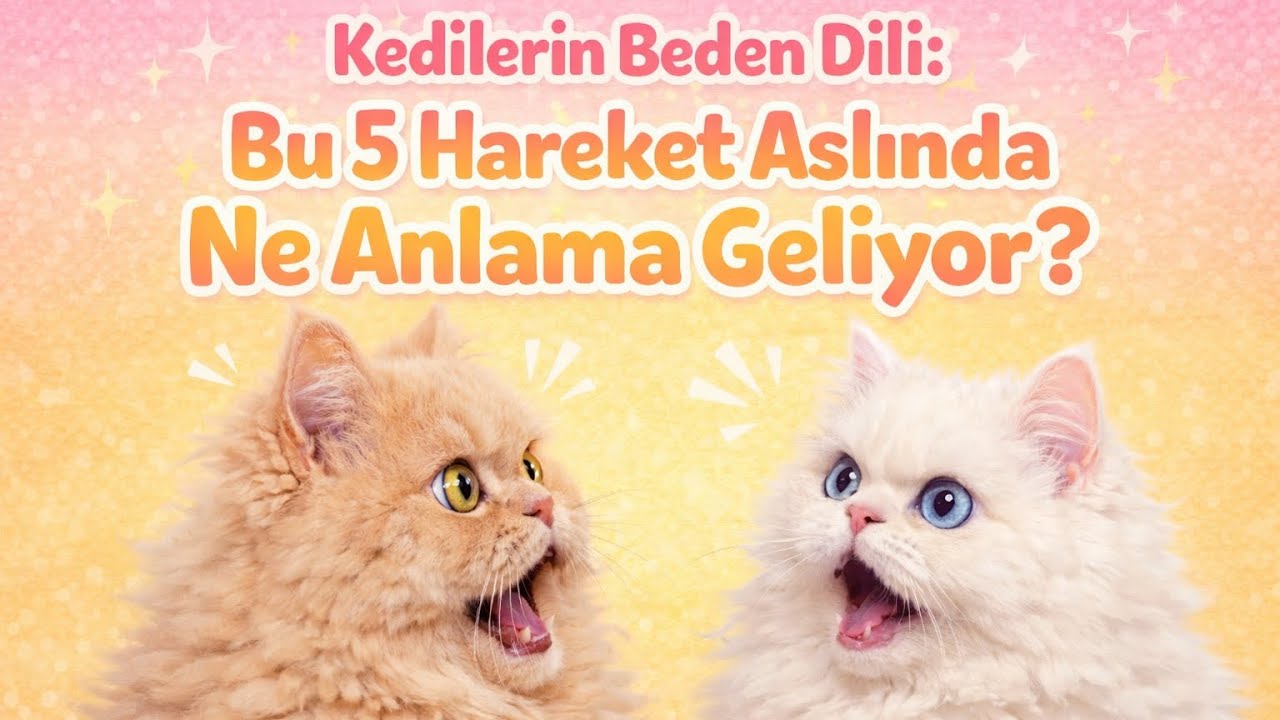 Kedilerin Beden Dili: Bu 5 Hareket Aslında Ne Anlama Geliyor?