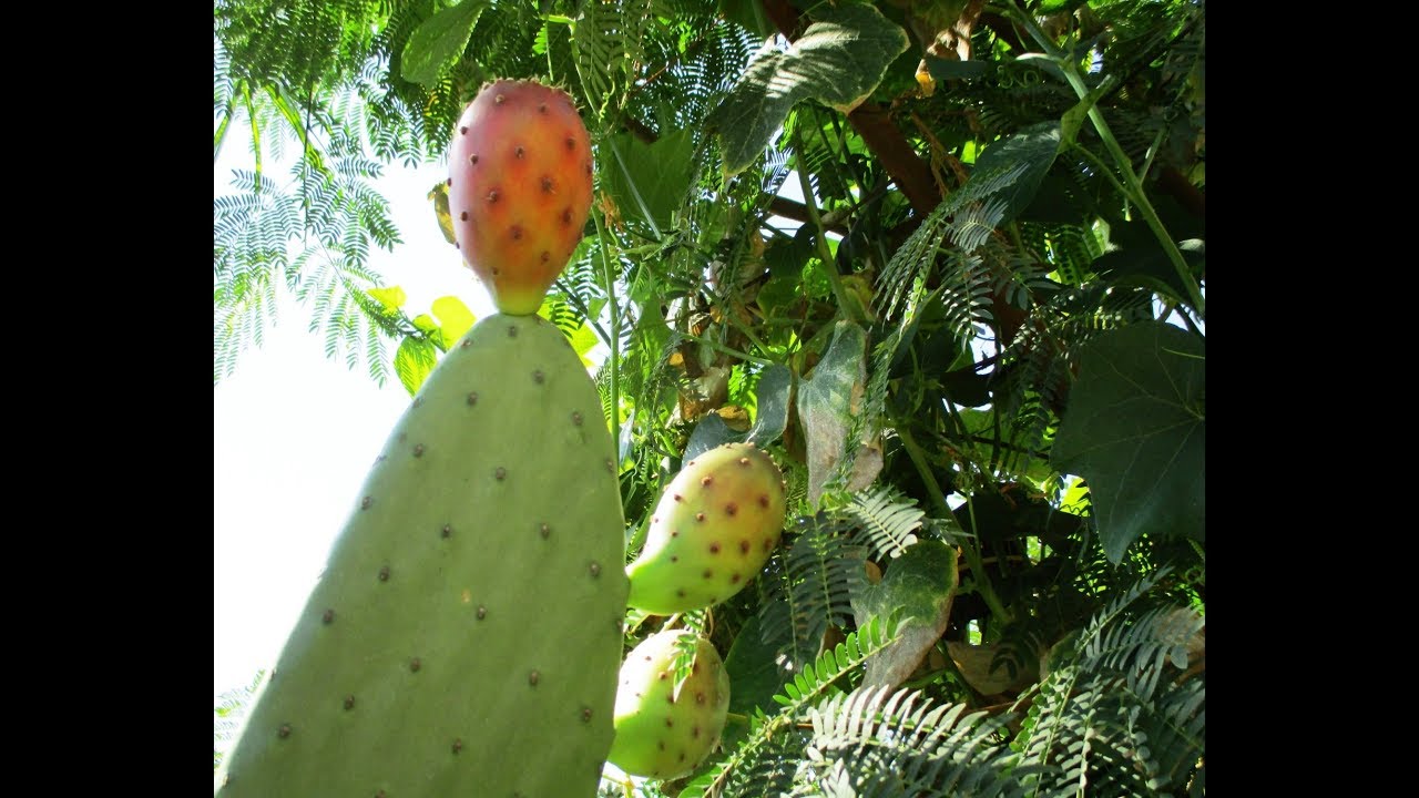 COMO RECOLECTAR, BARRER Y PARTIR LAS TUNAS DE NOPAL